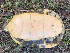 Deirochelys reticularia