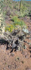Cylindropuntia molesta