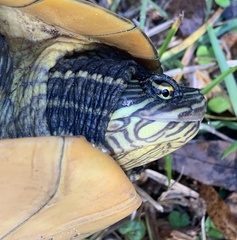 Deirochelys reticularia