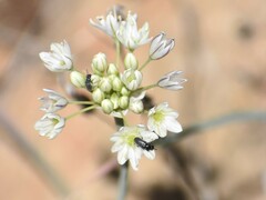 Allium tuolumnense
