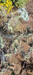 Cylindropuntia molesta