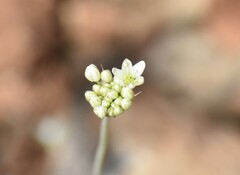 Allium tuolumnense