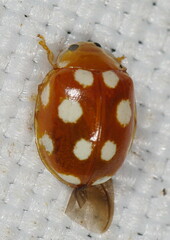 Vibidia duodecimguttata