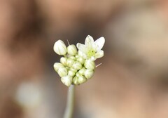 Allium tuolumnense