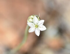 Allium tuolumnense