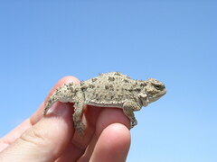 Phrynosoma douglasii