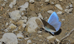 Polyommatus putnami