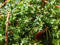 Galium murale