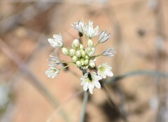 Allium tuolumnense