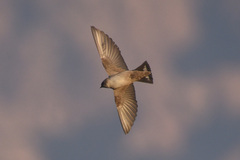 Ptyonoprogne fuligula