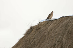 Metriopelia melanoptera