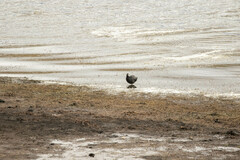 Fulica ardesiaca