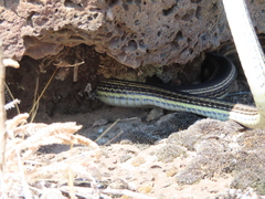 Masticophis taeniatus