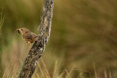 Cistothorus platensis