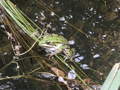Pelophylax lessonae