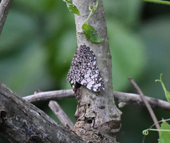 Hamadryas feronia