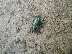 Platycerus caraboides