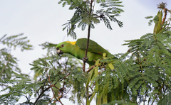 Amazona auropalliata