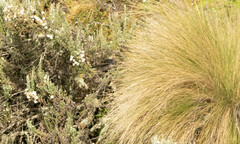 Orochelidon murina