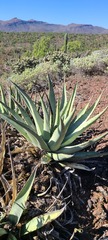 Agave cerulata