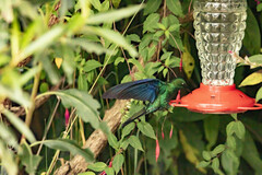 Pterophanes cyanopterus