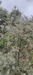 Buddleja parviflora