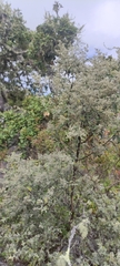 Buddleja parviflora
