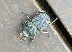 Ryssonotus nebulosus