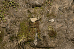 Metriopelia melanoptera