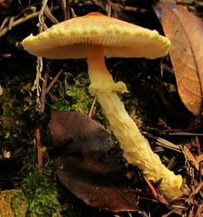 Lepiota magnispora