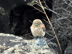 Athene noctua
