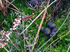 Capreolus