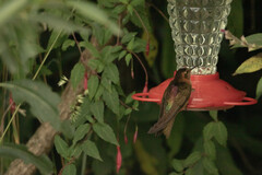 Aglaeactis cupripennis