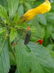 Anisoscelis foliaceus