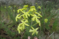 Lyperia lychnidea