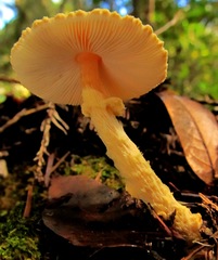 Lepiota magnispora