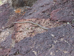 Masticophis taeniatus