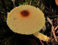 Lepiota magnispora