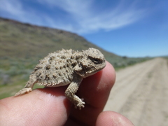 Phrynosoma douglasii