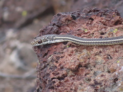 Masticophis taeniatus