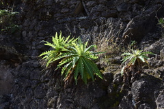 Sonchus daltonii