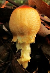 Lepiota magnispora