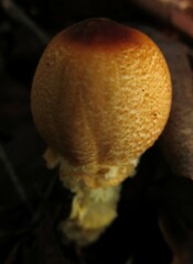 Lepiota magnispora