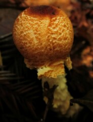 Lepiota magnispora