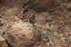 Daptrius carunculatus