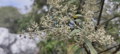 Buddleja parviflora