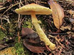 Lepiota magnispora