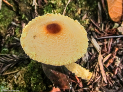 Lepiota magnispora