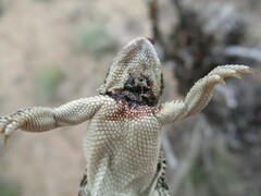 Phrynosoma douglasii