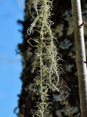 Usnea angulata